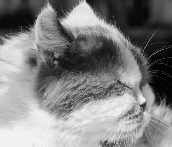 Serene black and white photo of a fluffy Persian cat enjoying the sunlight, perfect for cozy themes.