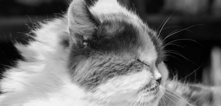 Serene black and white photo of a fluffy Persian cat enjoying the sunlight, perfect for cozy themes.